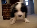 cocker spaniel puppy scared of stairs
