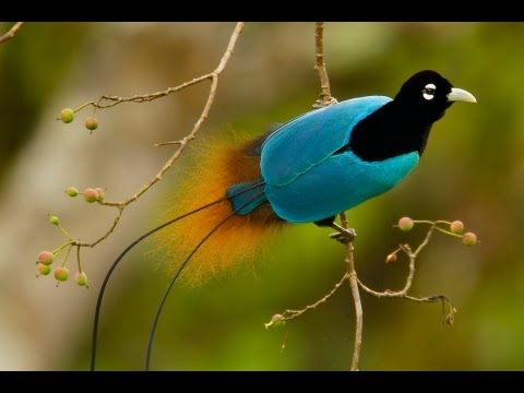 Birds-of-Paradise Project Introduction