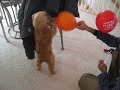 Brickell enjoying balloons