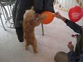 Brickell enjoying balloons