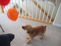 Brickell enjoying balloons