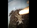 Click here to watch this video New tarantula