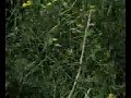 Pilgerfilm Pilgerfilm