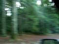 videos de drive thru tree