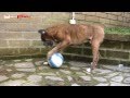 Il Boxer monografia Guarda video