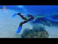Our Endless Ocean With WhaleBoy Episode 3: Meet The Sealife