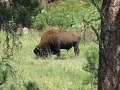 Buffalo Herd 2008