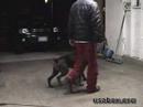 Quirinus heeling practice.