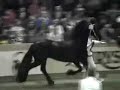 KFPS Friesian Stallion Doaitsen 420 KFPS Friesian Stallion Doaitsen 420