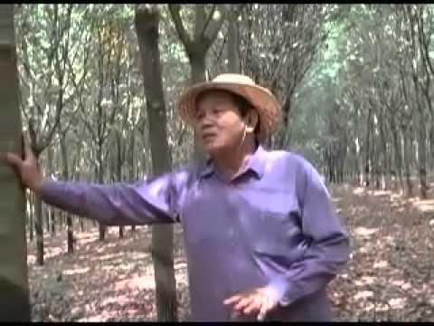how to fertilize rubber trees