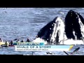 Whales Surprise Surfer Near Santa Cruz, California Beach (VIDEO)