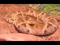 Lachesis Brasil - Globo