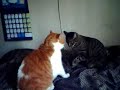 Kitty Fight / Ultimate Cat Fighting Kitty Fight / Ultimate Cat Fighting