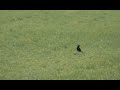LUCKY CROW, .22 CZ RIMFIRE SHOOTING. SAK SILENCER.