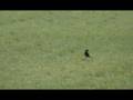 LUCKY CROW, .22 CZ RIMFIRE SHOOTING. SAK SILENCER.