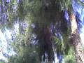 Casuarina NouBarris