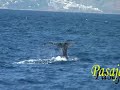 Whale Watching Avistamiento de Cetaceos Gibraltar Strait Whale Watching Avistamiento de Cetaceos Gibraltar Strait