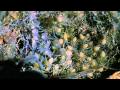 Natural World - Bringing Up Baby (2009) (Part 1/6)