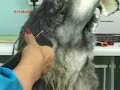 Dog Grooming, The Styling Academy