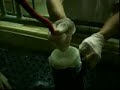 extraccion semen cerdo