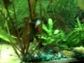 videos de 14 gallon planted aquarium 03jan2009