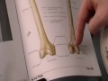 Overview of Thigh and Leg