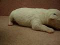 09/25牛頭梗Bull Terrier-公幼犬-日新犬舍