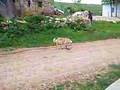 kedi ve köpek