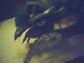 Ceylon Puffer Fish Video
