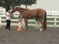 videos de ZONE 7 APHA show in NJ Aug. '08 Showmanship 2006 gelding For Sale