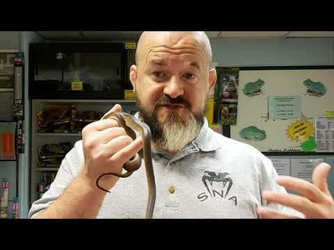 YouTube reptile video