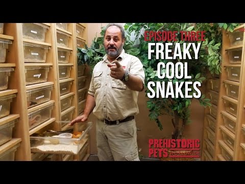 YouTube reptile video