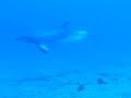 Delfin en los gigantes mas cortos