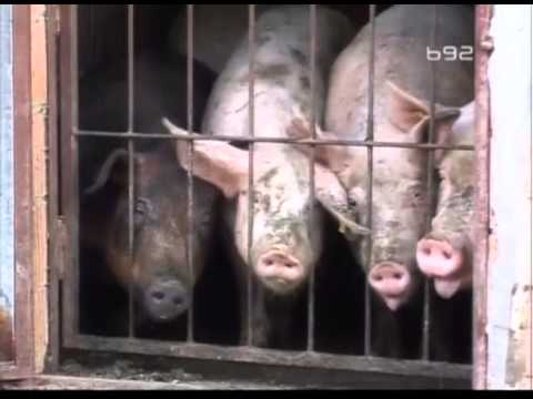 svinje - Svinje sa pedigreom.