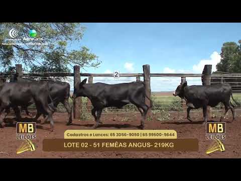 541� LEIL�O VIRTUAL MB LEIL�ES