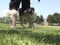 Amazing Funny Dog Tricks, Dog Training