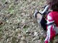 mountain bike drop