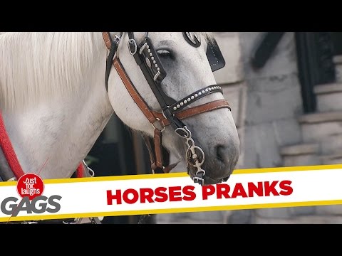 horse