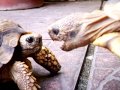 pelea de tortugas