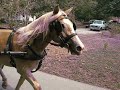Halflinger filly Lilly