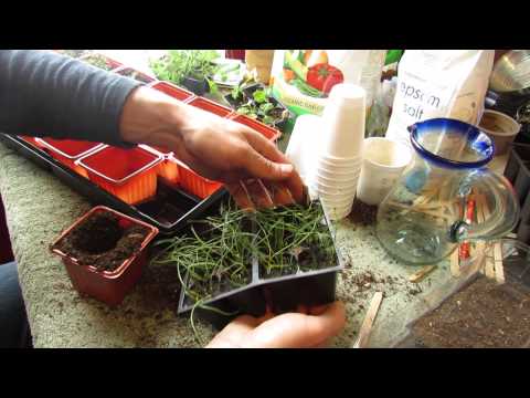 how to transplant vegetable plants into garden