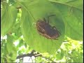 短編映画「ふたりの沙羅」