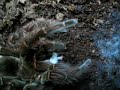 Goliath birdeating tarantula eating a mouse Goliath birdeating tarantula eating a mouse