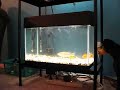 Capone meets the fishes