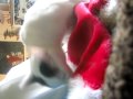 spotty dotty eating a hat spotty dotty eating a hat