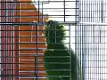 My green parrot sing and whistle over...
