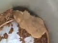 Mongolian Gerbil Mongolian Gerbil