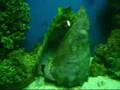 videos de acuario del chino