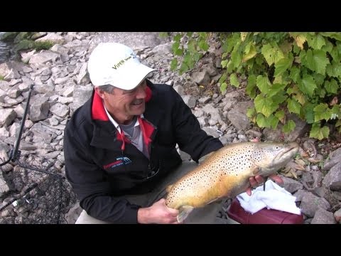 rainbowtrout - Hello again folks, this week we come at you from the freshwater shore where we are geared up with roe bags and trembler hooks as fish the running water for l...