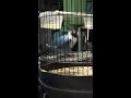 Lovebird Jaran Goyang ( Jony)